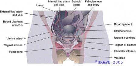 pelvic organ