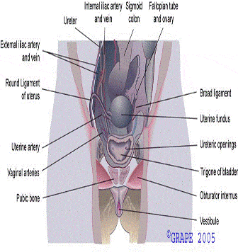 pelvic organs