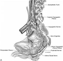 peritoneal reflections in male and female