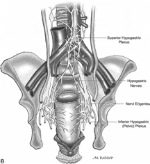 peritoneal reflections in male and female