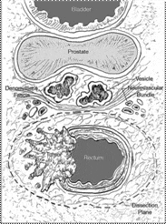 Transverse diagram of the structures of the mid rectum