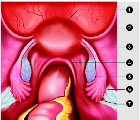  Position of uterus. (1) Uterus; (2) Round ligament; (3) Utero- ovarian ligament ( proper ovarian l igament); (4) Uterosacral ligament; (5) Ovary; (6) Suspensory ligament of the ovary; (7) Ureter