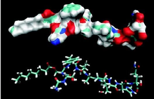 Ghrelin hormone