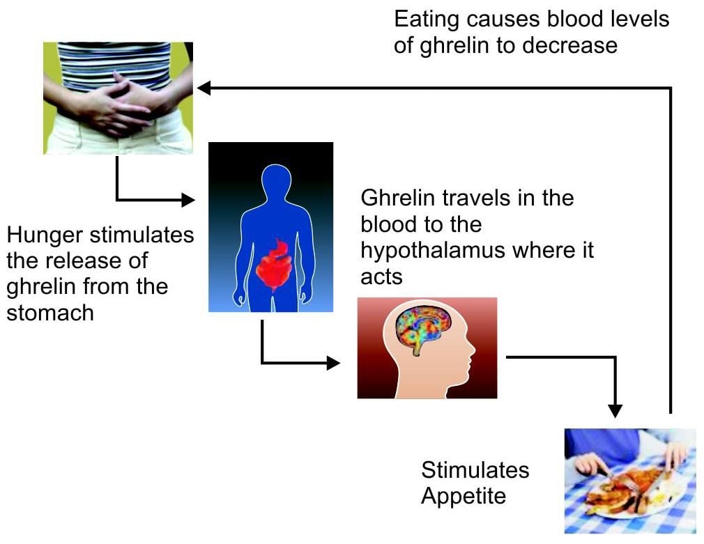 Mode of action of ghrelin