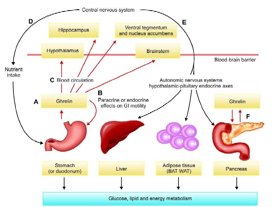 Role of ghrelin in glucose and lipid metabolism