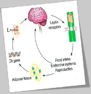 Facts about hormone leptin a starvation hormone and obesity